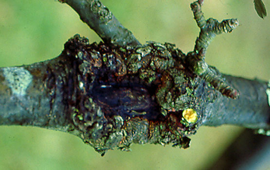 Chancro: qué es, cómo se origina y cómo eliminar de forma efectiva