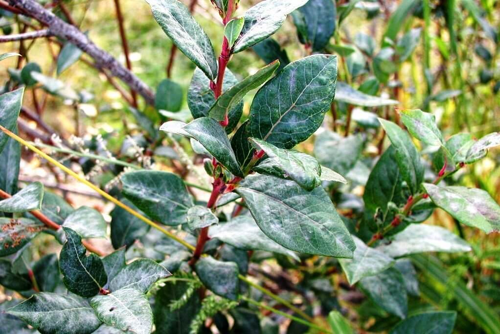 Powdery Mildew: Symptoms and Damage on Blueberries