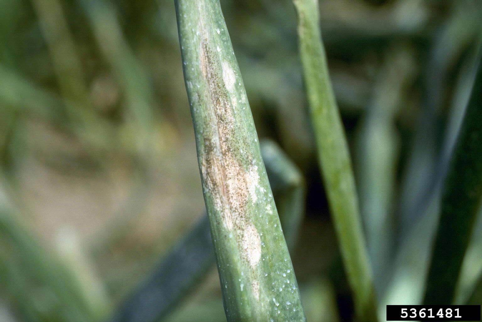 Mildiu en Cebolla: Cómo se reconoce y se trata eficazmente
