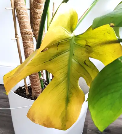 Symptômes causés par un arrosage excessif chez les plantes