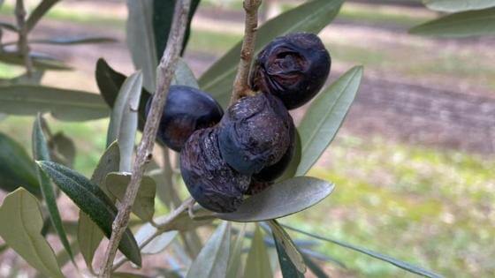 Daños causados por Antracnosis o aceituna jabonosa en Olivo
