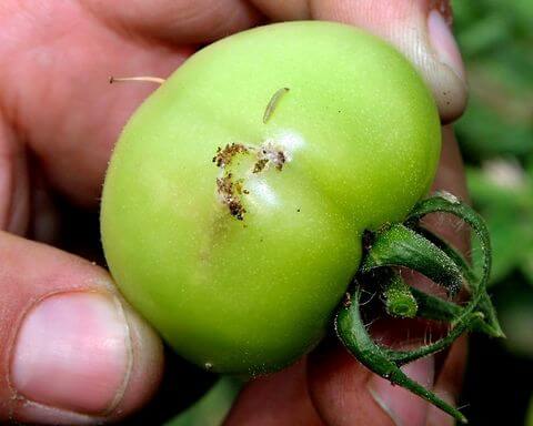 Tuta absoluta o polilla del tomate | idMicrobe