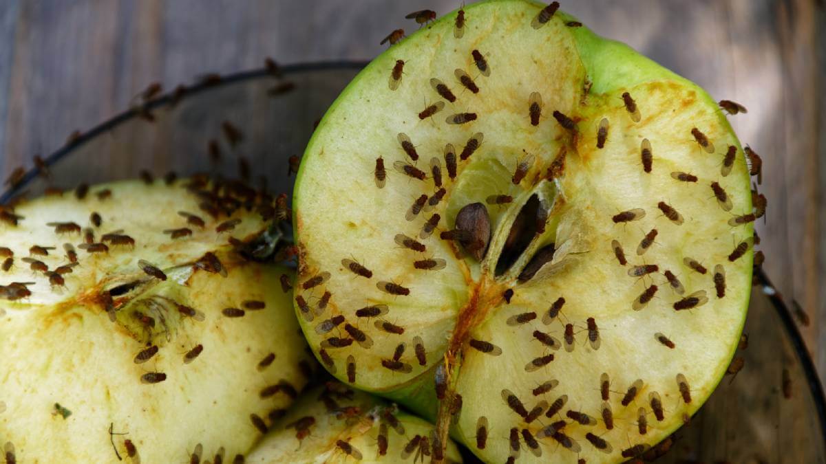 Moscas de la fruta en plantas decorativas | idMicrobe