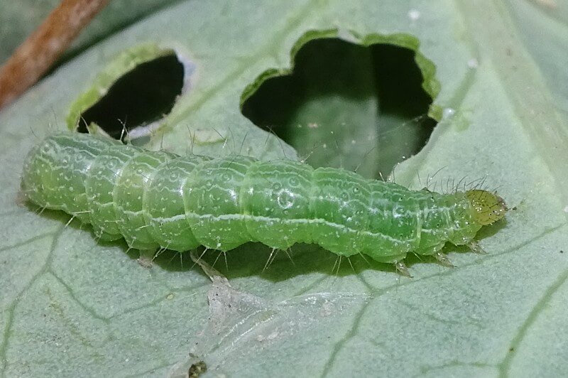 Gusano u oruga del geranio en Geranio: Cómo se reconoce y se trata eficazmente