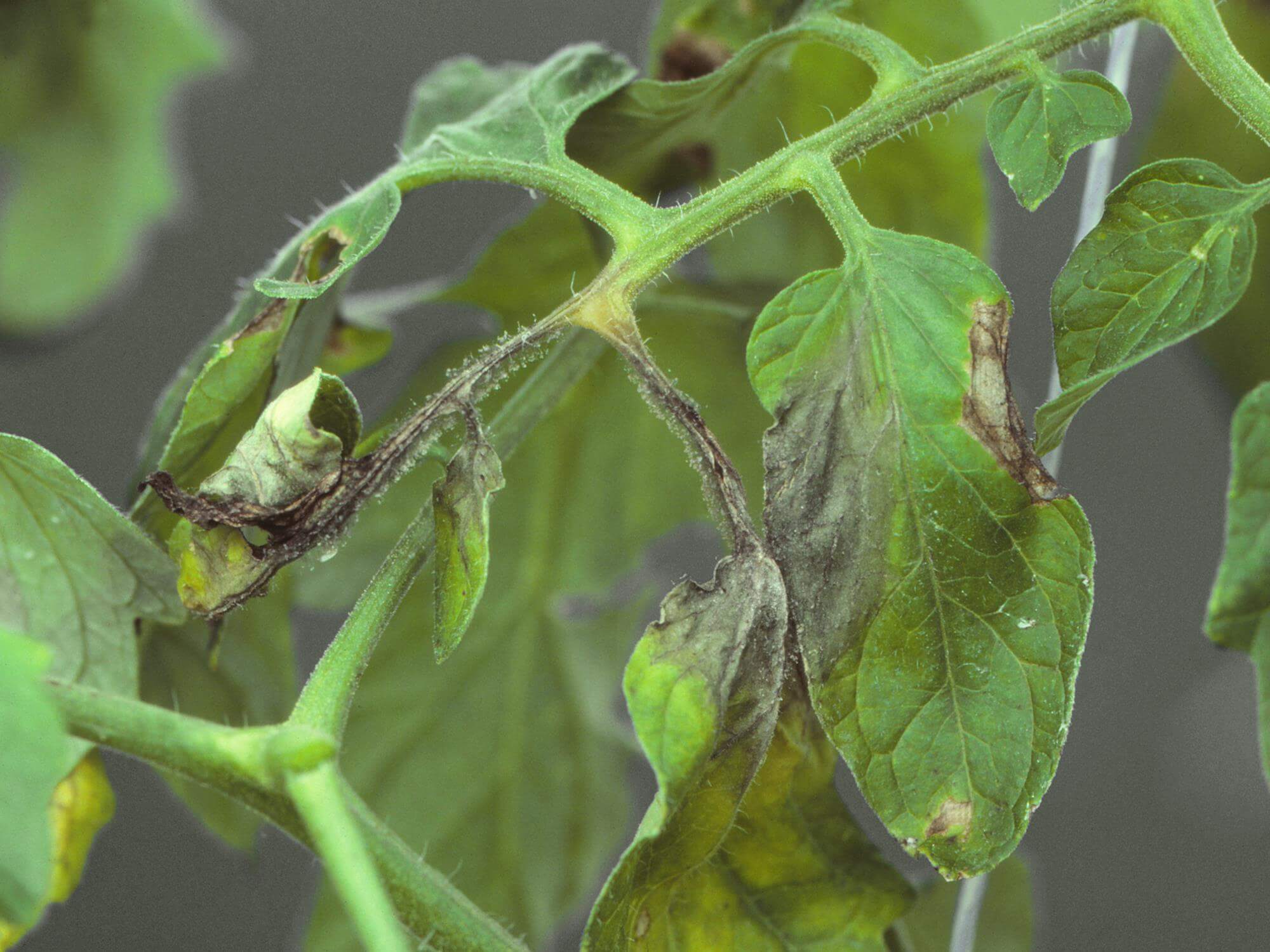 Podridão cinzenta em tomates: como reconhecê-la e tratá-la eficazmente