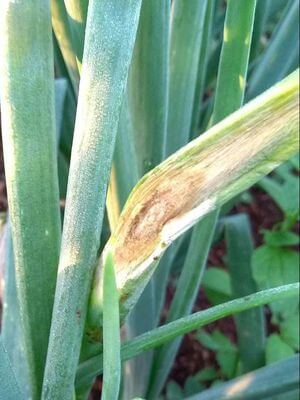 Queima das folhas da cebola | idMicrobe