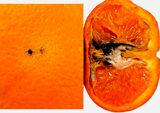 Cómo reconocer y combatir falsa carpocapsa en naranjo