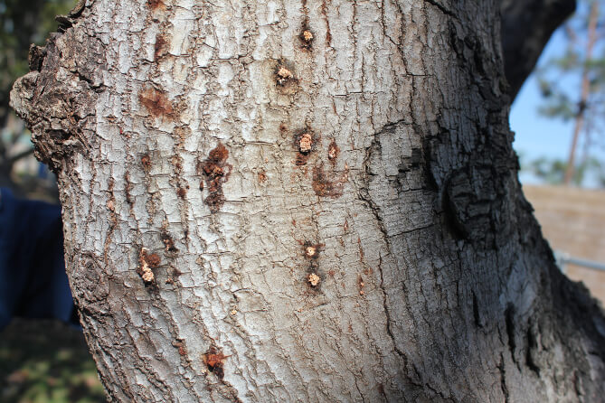 Broca dos galhos: sintomas e danos em abacateiros