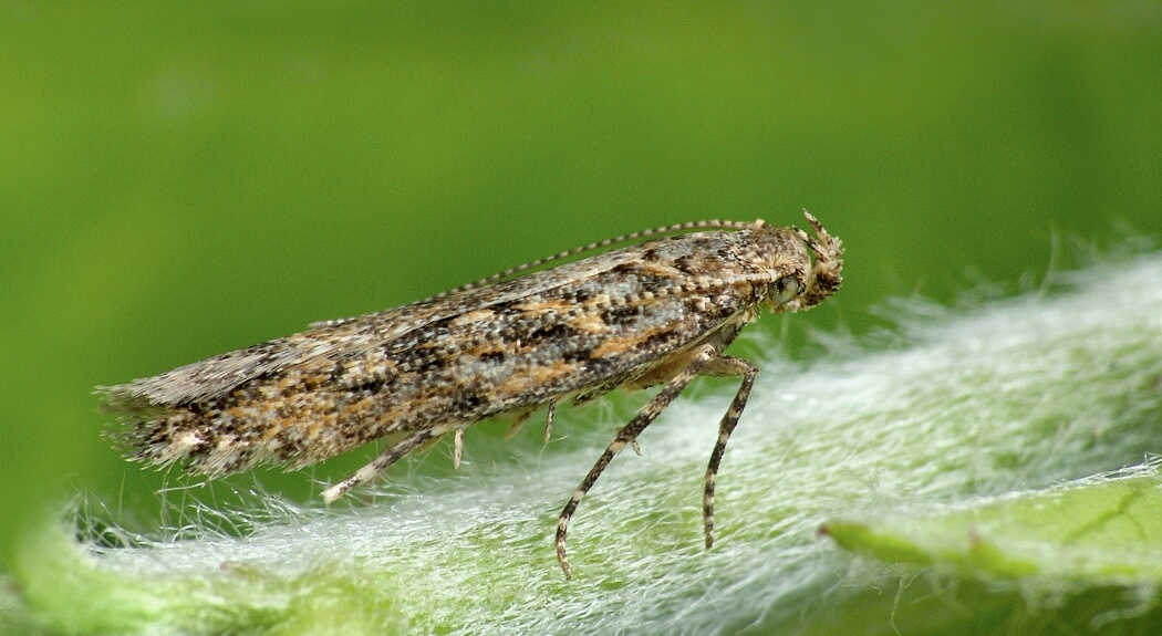 Polilla del tomate en Tomate: Cómo se reconoce y se trata eficazmente