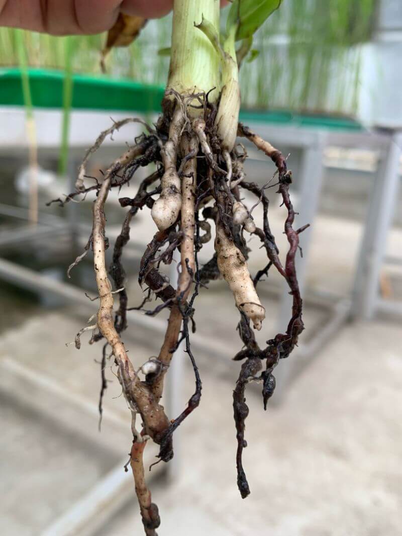 Nématodes des bananiers : comment les reconnaître et les traiter efficacement