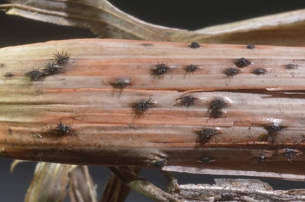 Como reconhecer e combater a helmintosporíase em cereais de inverno