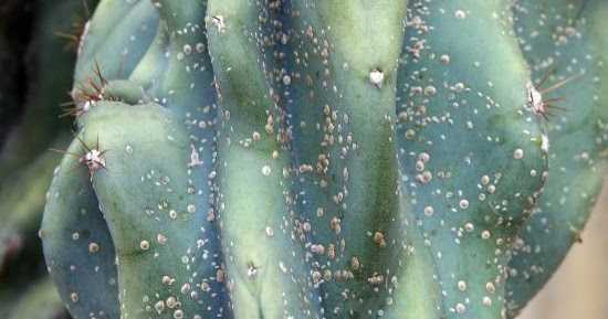 Mealybugs or scale insects on cacti: How to recognize and treat them effectively