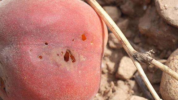 Mosca de la fruta: qué es, cómo se origina y cómo eliminar de forma efectiva en melocotón, durazno o nectarina