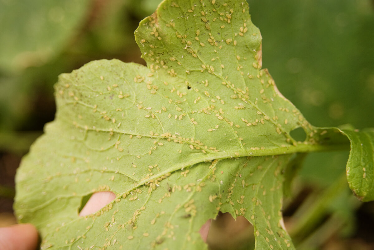 Pulgão em rabanete | idMicrobe