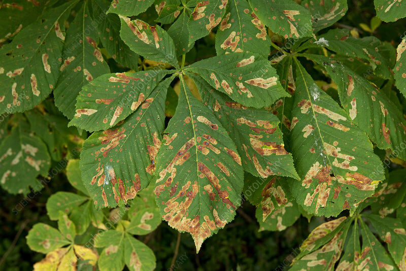 Damage caused by leaf miner moth in chestnut or chestnut trees