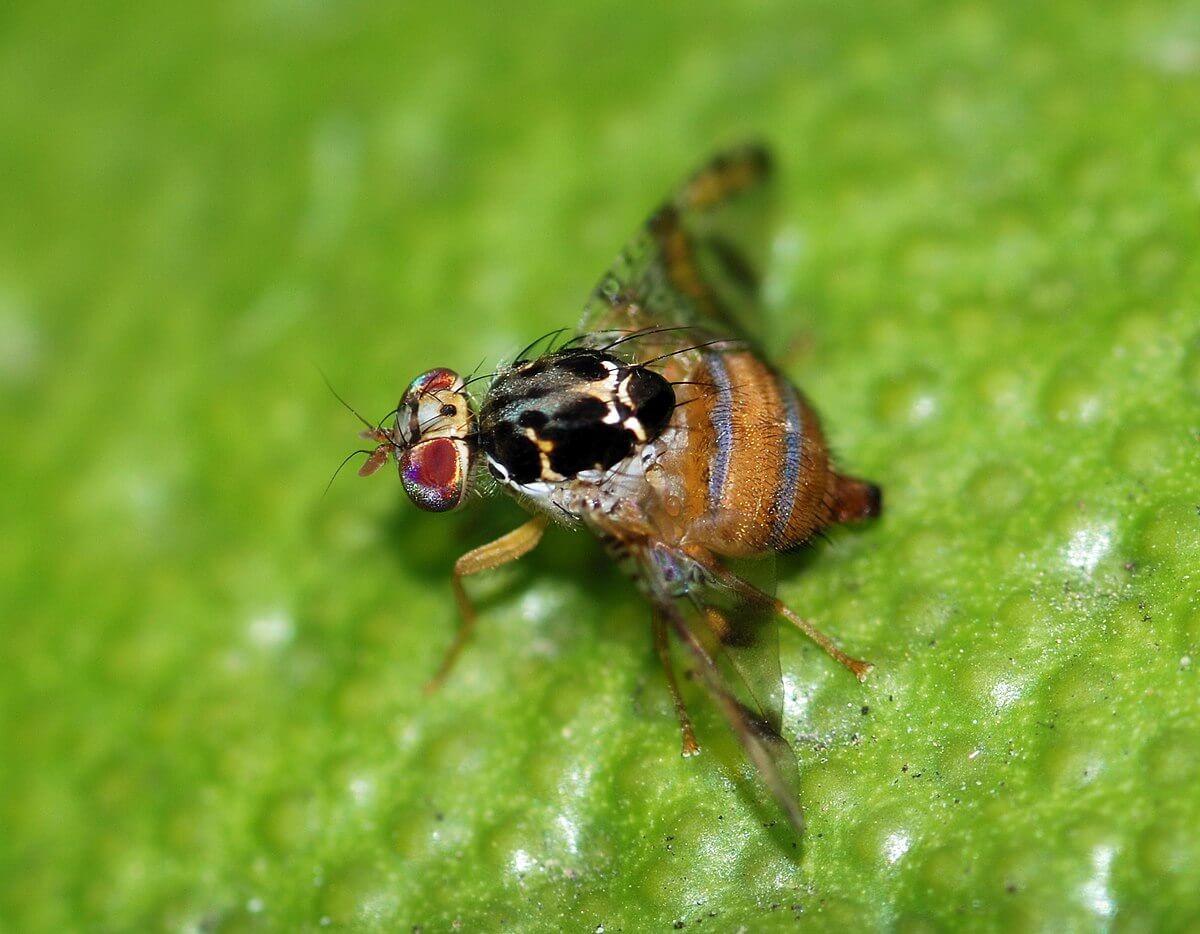 Mosca de la fruta en mora | idMicrobe