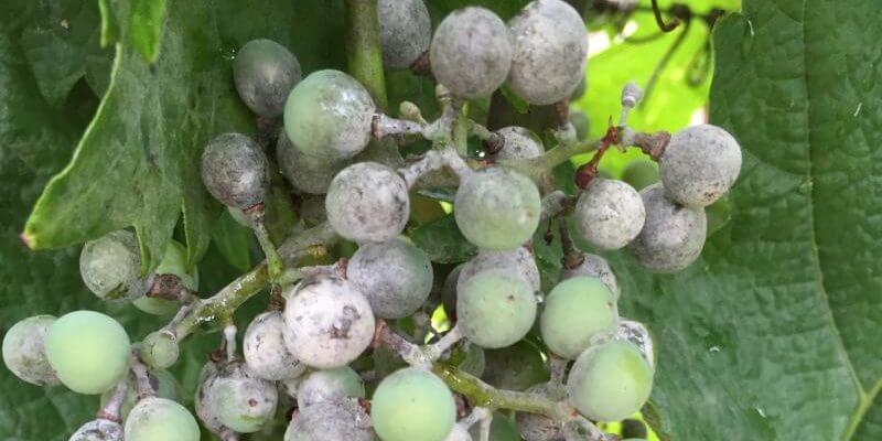 Oídio em videiras | idMicrobe