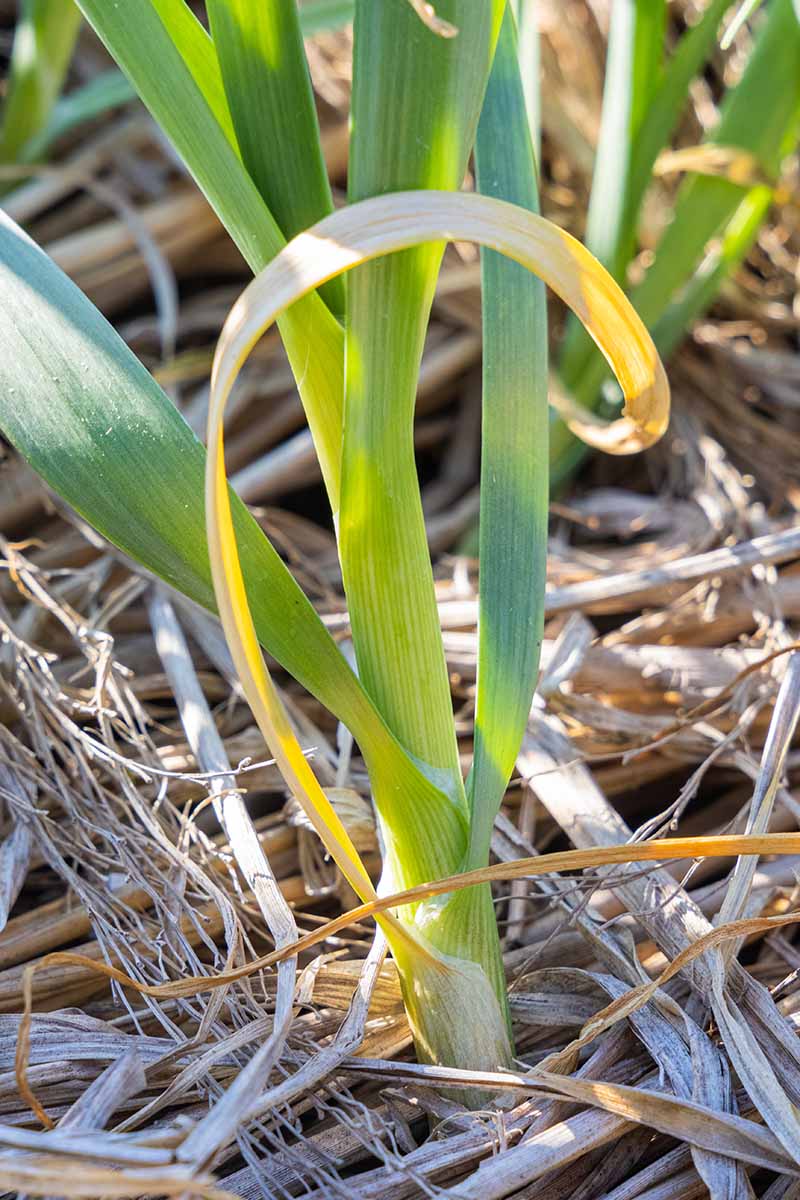 Enanismo amarillo de la cebolla: qué es, cómo se origina y cómo eliminar de forma efectiva en ajo