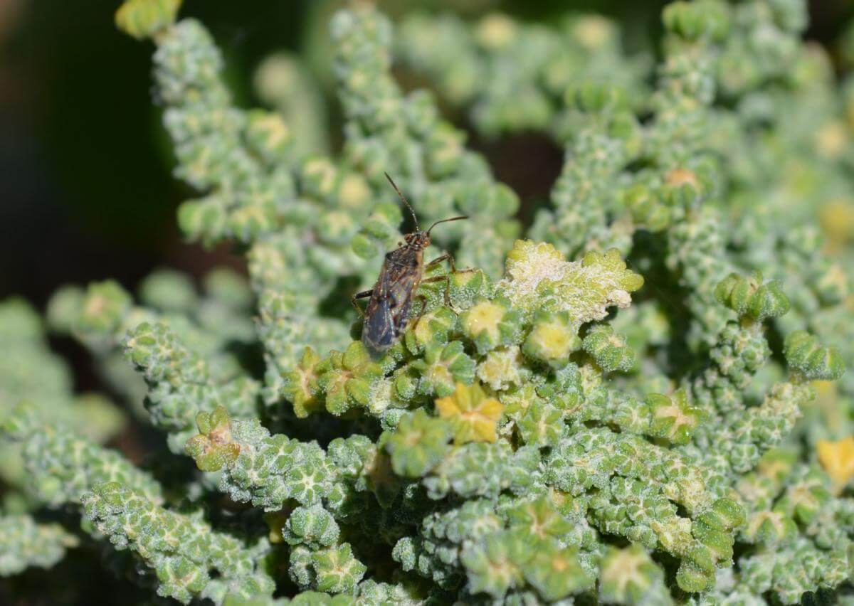 Punaises de lit dans le quinoa : comment les reconnaître et les traiter efficacement