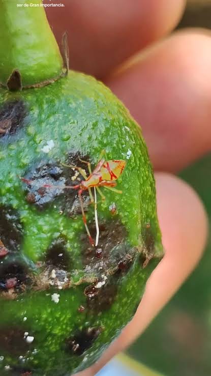 Fruit affected by bed bugs with bites and spots on the surface