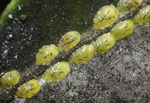 Escama de abacate: como reconhecê-la e tratá-la com eficácia