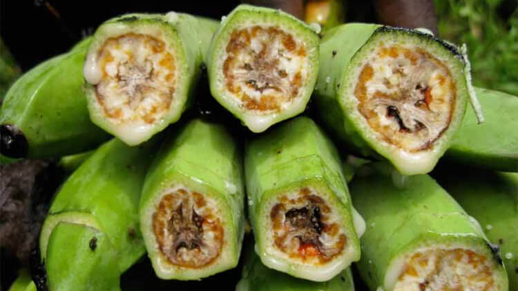 Nematodes: what they are, how they originate, and how to eliminate them effectively