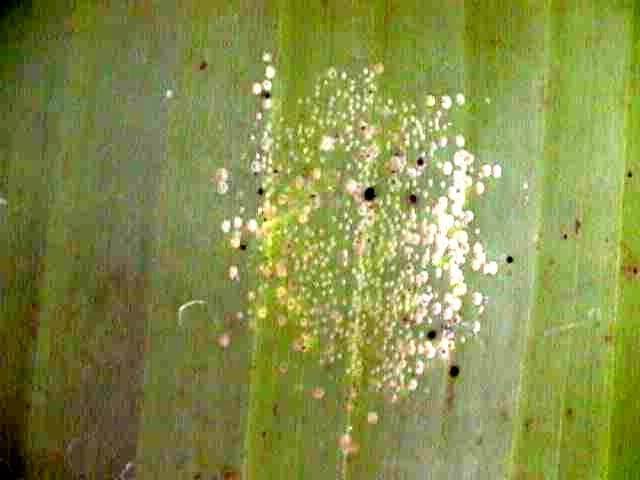 Comment reconnaître et combattre les cochenilles sur les bananiers