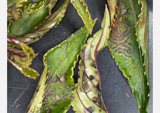 Cómo reconocer y combatir el virus de la marchitez bronceada del tomate en alegría impatiens