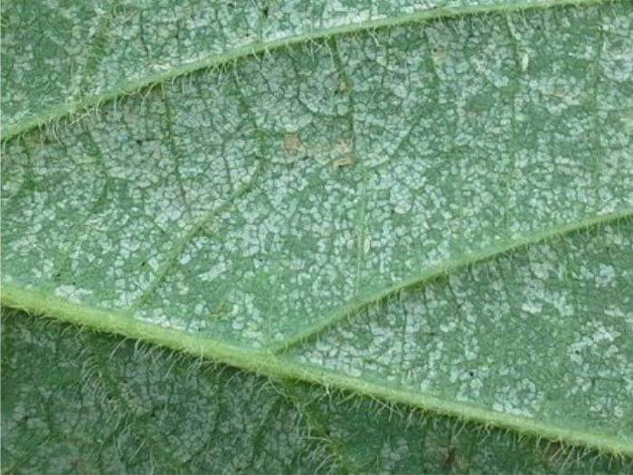 Tripes: o que são, como se originam e como eliminá-los de forma eficaz