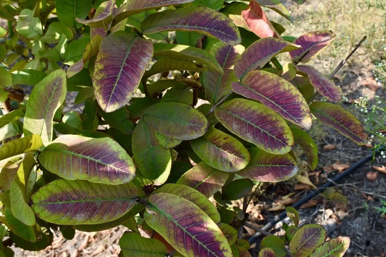 Dommages causés par une carence en phosphore dans les plantes