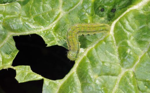 Heliothis: what it is, how it originates, and how to eliminate it effectively