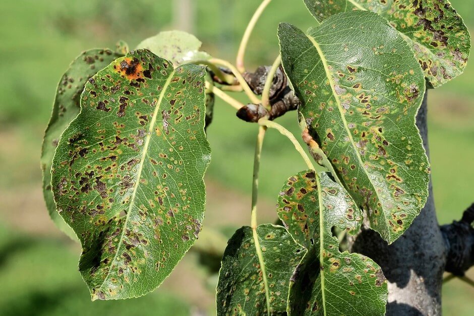 Daños causados por Ácaro agallador en Frutales de pepita