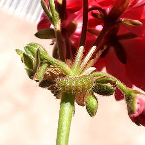 Chenilles et vers sur les plantes – dégâts sur les feuilles