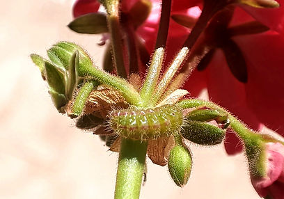 Caterpillars and worms on plants – damage to leaves