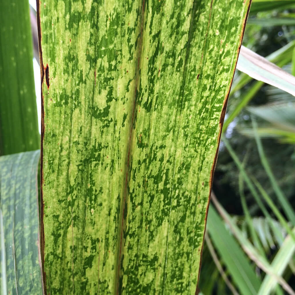 Vírus do mosaico da cana-de-açúcar (SCMV) no milho: como reconhecê-lo e tratá-lo de forma eficaz