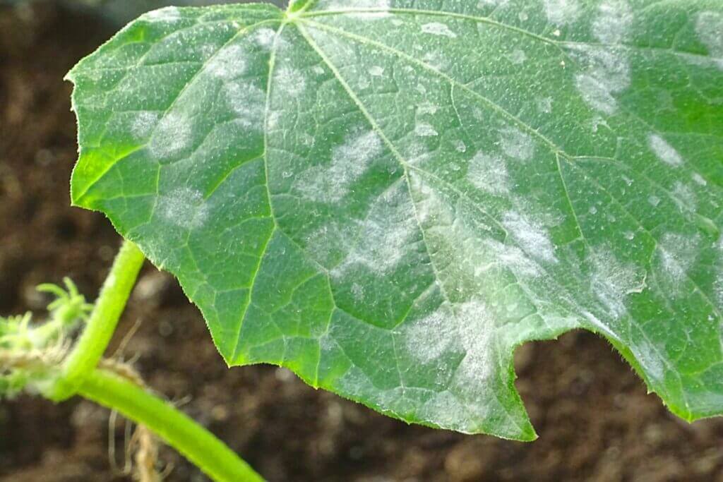 Powdery Mildew on Cucumber: How to Recognize and Treat It Effectively