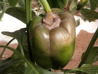 Botrytis en frutos: Cómo se reconoce y se trata eficazmente