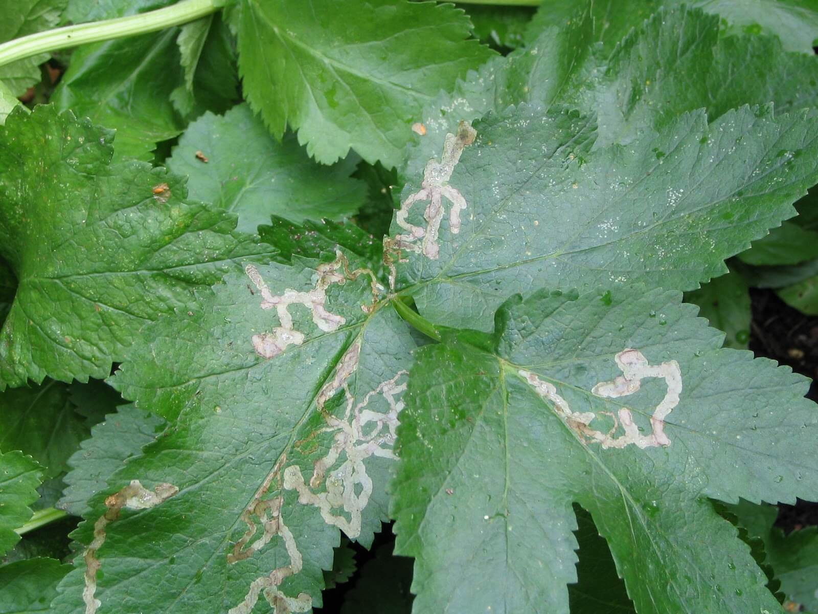 Minador en Apio: Cómo se reconoce y se trata eficazmente