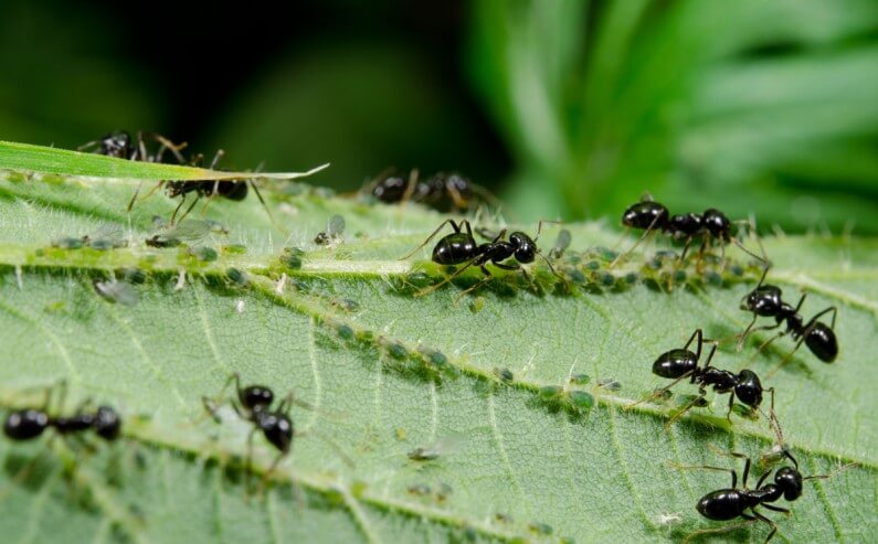 Ants on decorative garden and/or indoor plants: How to recognize and treat them effectively