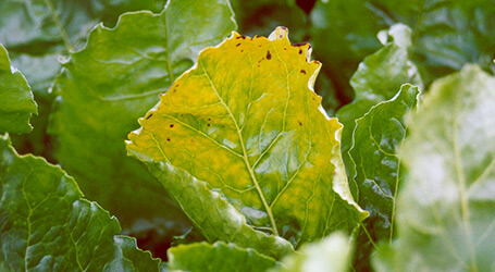Beet yellows virus: Symptoms and damage in sugar beets