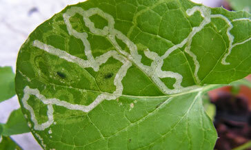 Minador: qué es, cómo se origina y cómo eliminar de forma efectiva en lechuga