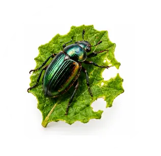 Escarabajos