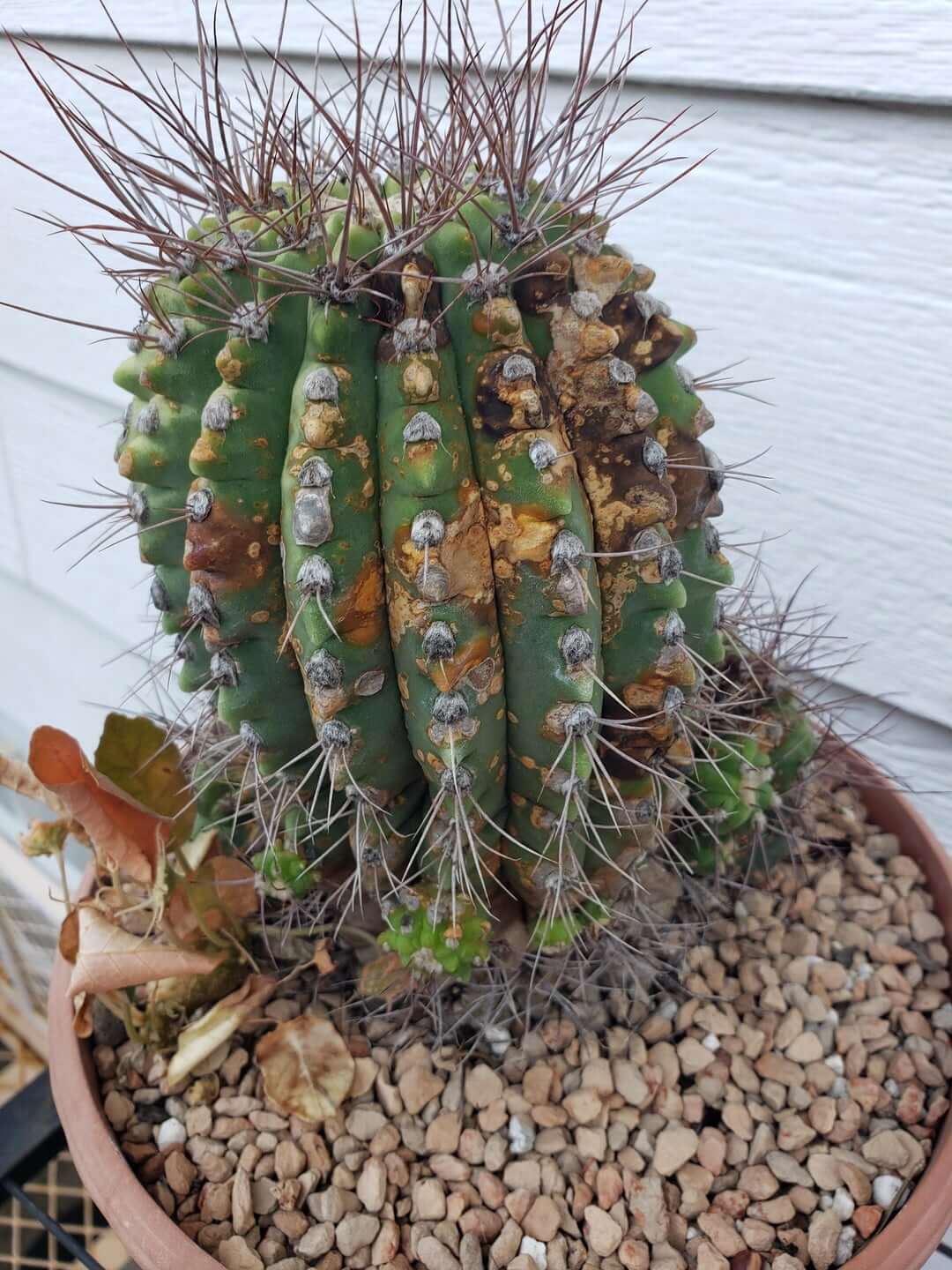 Rouille du cactus : comment la reconnaître et la traiter efficacement