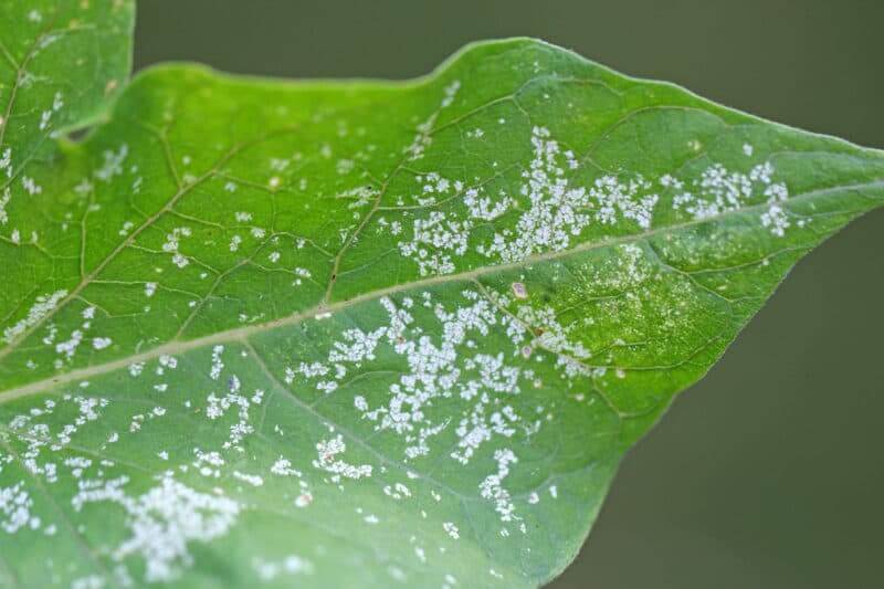 Comment reconnaître et combattre les cicadelles sur les pêches et les nectarines