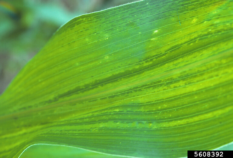 Virus du nanisme rugueux du maïs (MRDV) : qu'est-ce que c'est, comment apparaît-il et comment l'éliminer efficacement ?