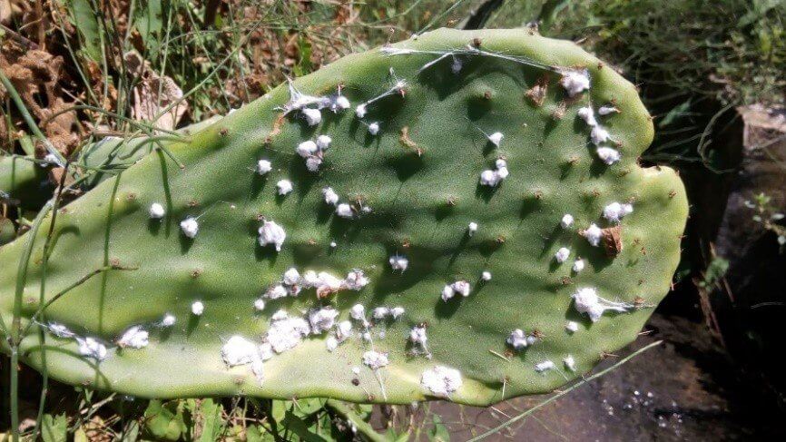 Carmine mealybug: Symptoms and damage in cacti