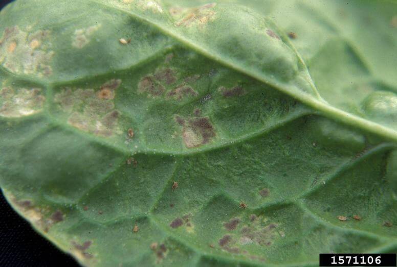 Mildew: Symptoms and Damage in Sugar Beets