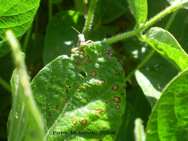 Mancha ojo de rana: Síntomas y daños en Soja