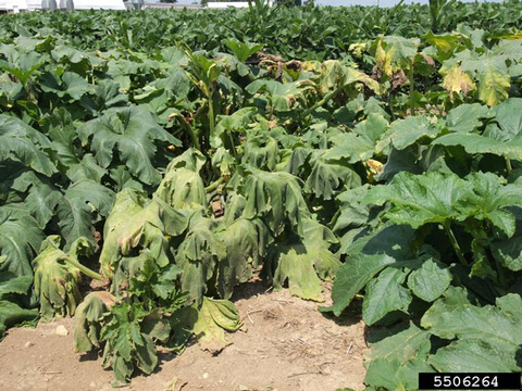 Pourriture molle ou jambe noire : symptômes et dégâts sur les citrouilles