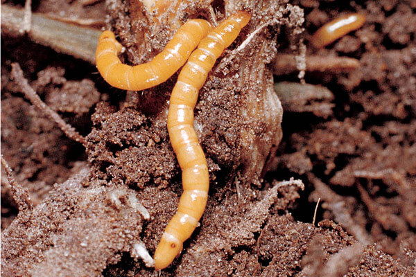 Wireworm in Sugar Beet: How to Recognize and Treat It Effectively